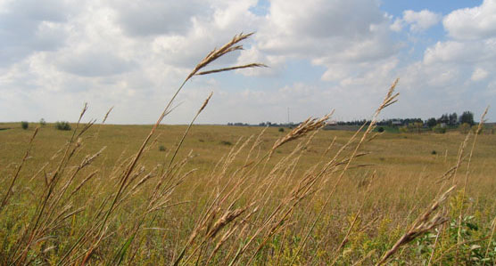 Long-stalked brown grasses with feathery heads against a blue sky and white cumulus clouds.