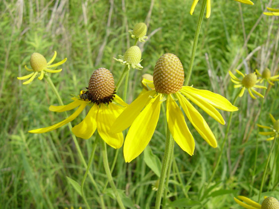 Close-up of two flowers in green grass with bulbous centers and collars of long yellow petals. Close-up of two flowers in green grass with bulbous centers and collars of long yellow petals.