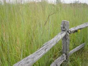 Wooden rail fence on the edge of the tallgrass prairie.