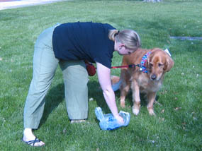 Woman cleaning up after her golden retriever with a plastic bag.