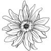 Sunflower.