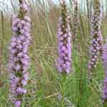 Gayfeather