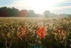 Prairie under the sun.