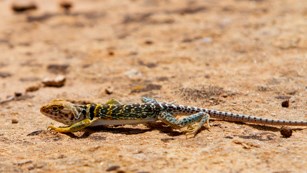 a lizard with greenish tail, yellow head, and dark blotches crawls low on the ground