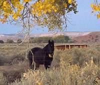 Rambo, one of two park horses at Hubbell Trading Post