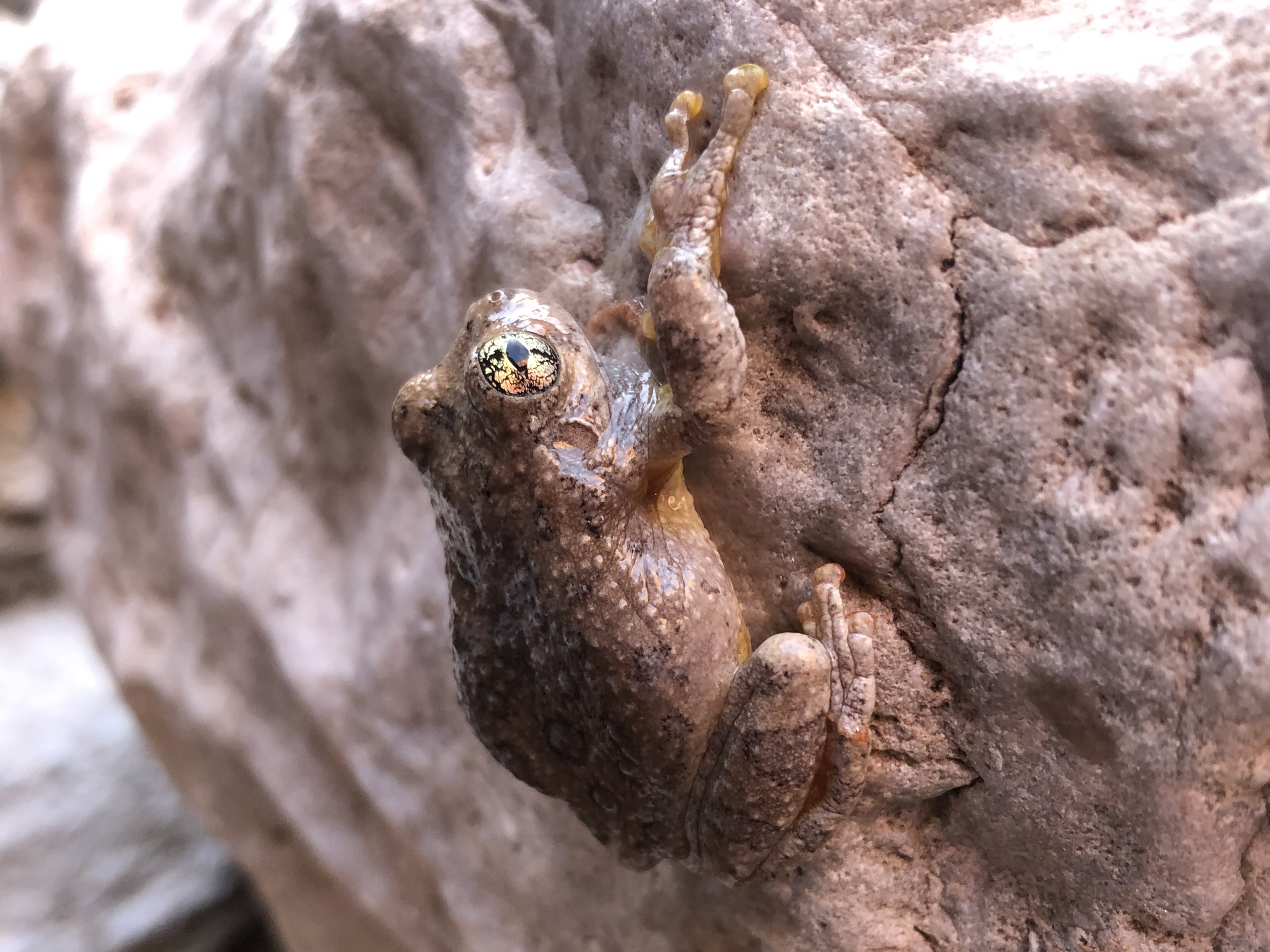 A small, long-toed treefrog the color of sandstone clings to a standstone rock.