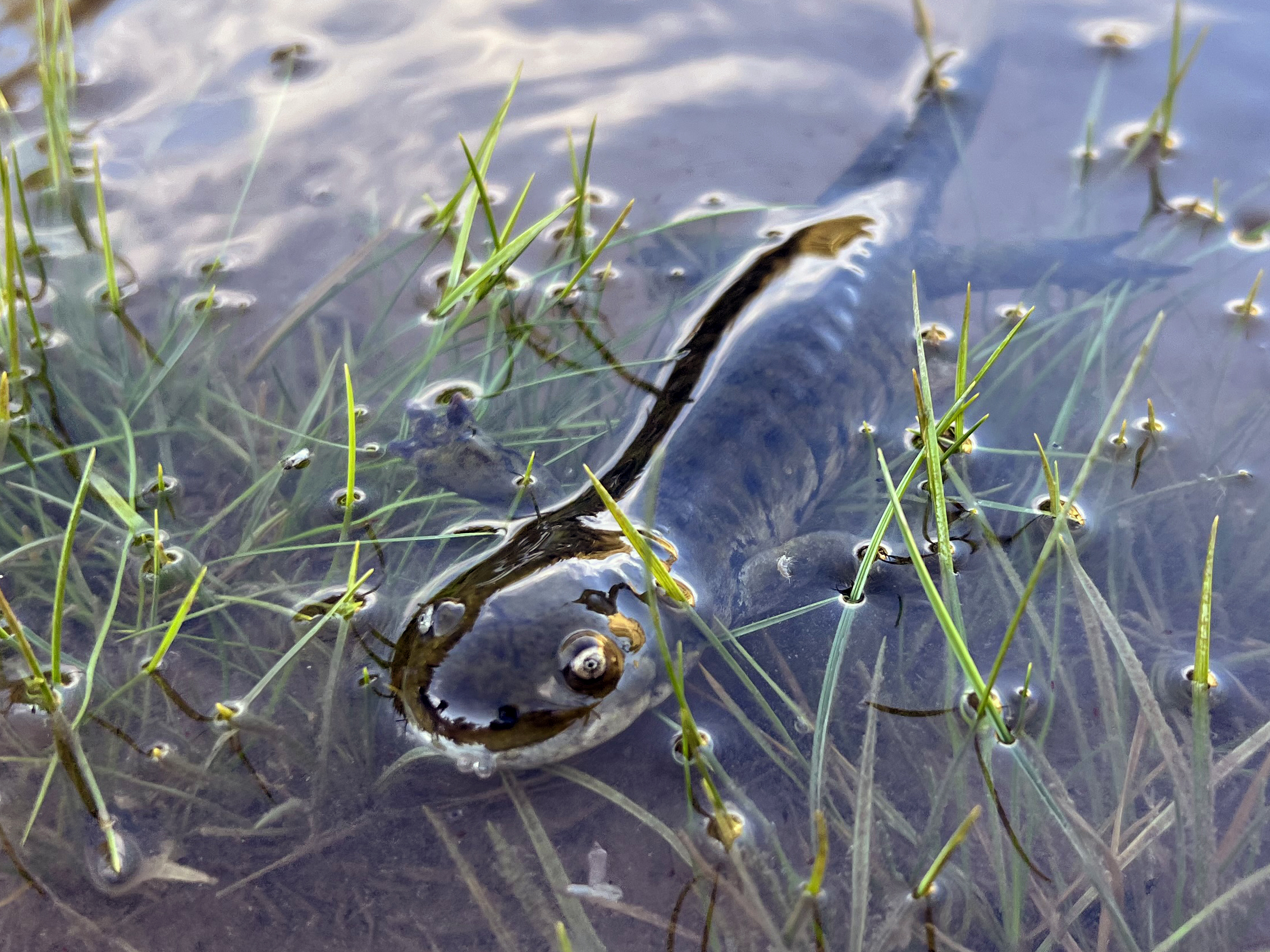 A salamander swims to shore.