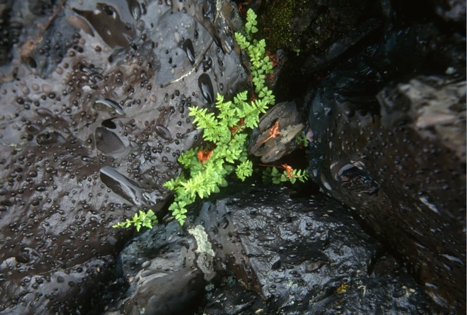 A small fern emerges from the surrounding dark lava.