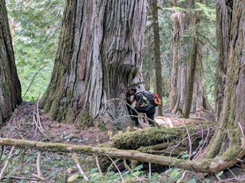 A researcher carrying a backpack gets close to a large conifer tree in an attempt to identify a lichen species.