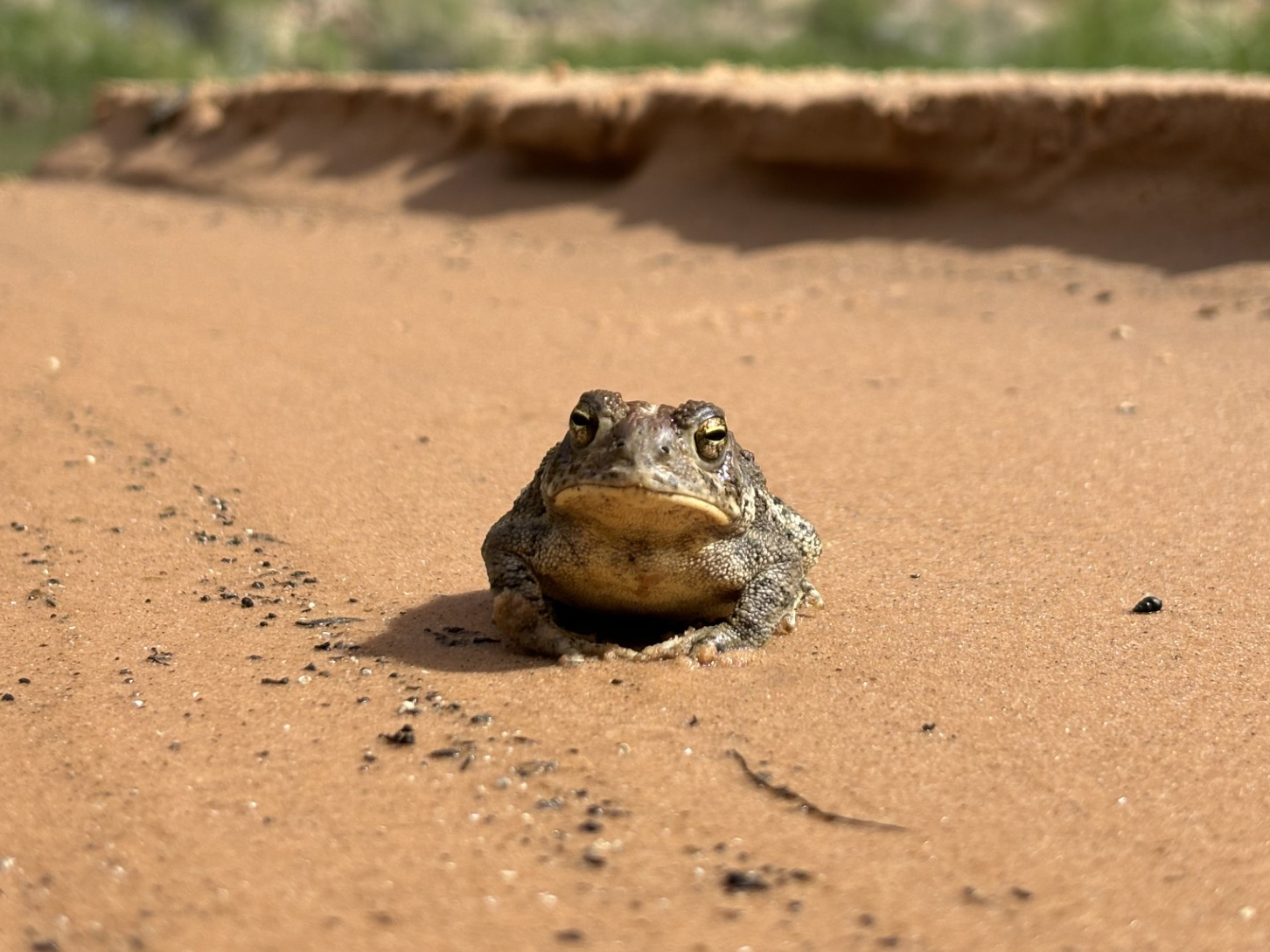 A toad sits on red sand.
