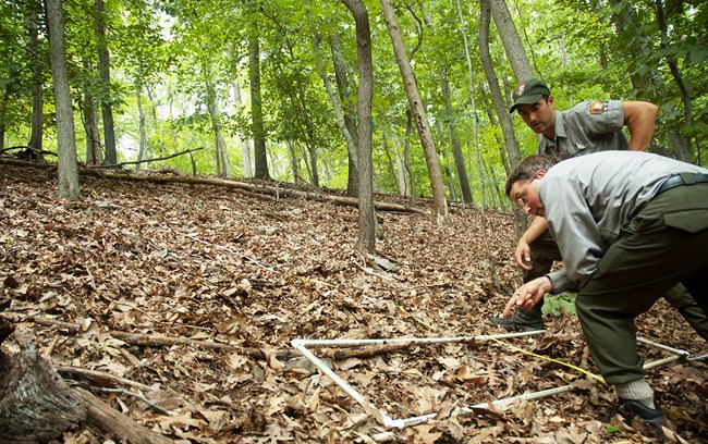 Two staff members examine a monitoring plot on the forest floor, in a forest without an understory