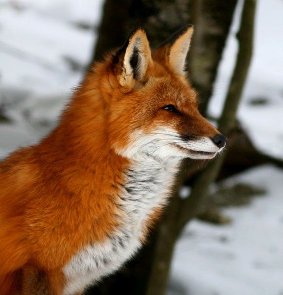 A red fox head shot