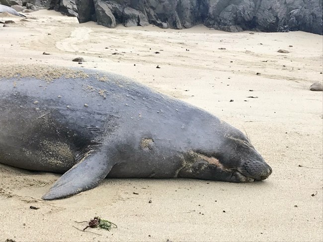 A female elephant seal rests on the sand. She has a healed shark bite on her neck just below her chin.