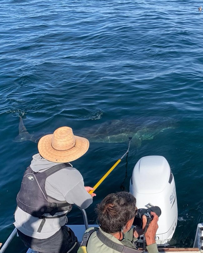 An overhead view of two researchers on a boat observing a shark visible below the blue water. One photographs the shark with a camera, while the other extends a long yellow pole into the water.