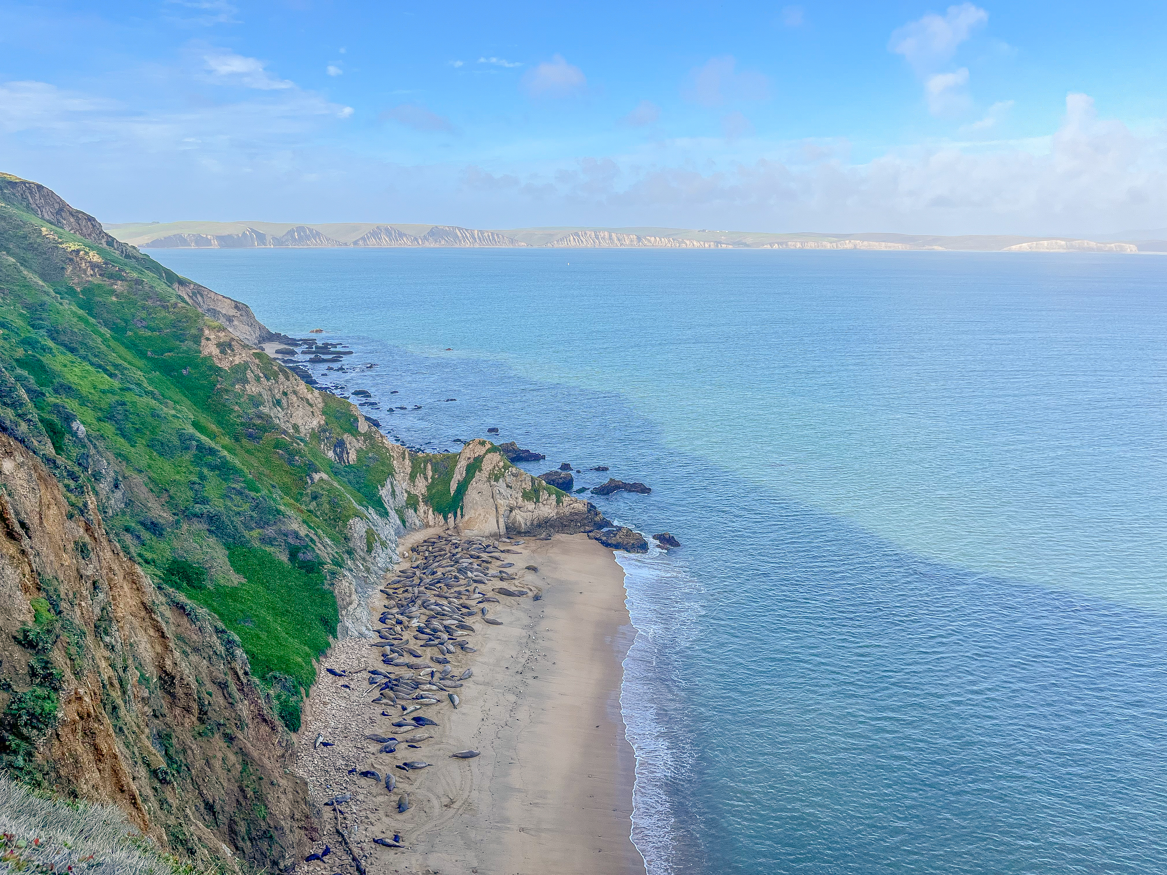 Looking down at cove filled with elephant seals. More of the bluff-dominated Point Reyes coast is visible across Drakes Bay in the distance.
