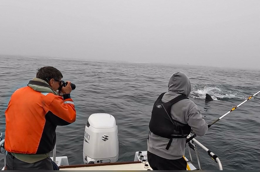 Two researchers are a boat in the ocean on a gray, overcast day. One of them is taking photographs of a shark's dorsal fin poking above the water, and the other is holding a fishing rod.