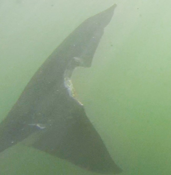 A shark's tail in murky, green water with a circular bite taken out of it.