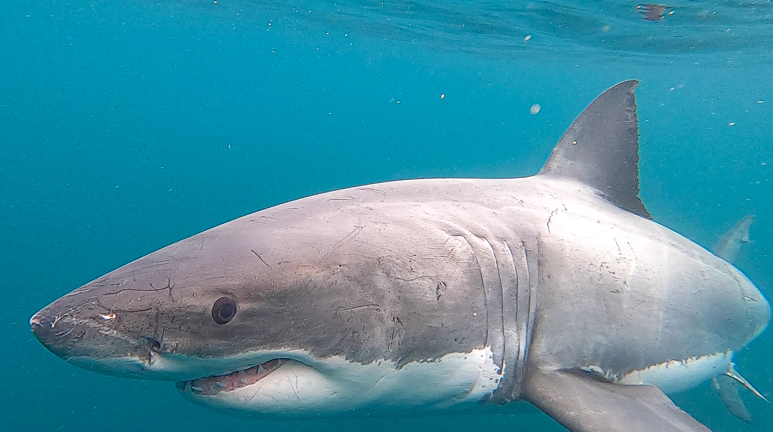 A close-up of a large shark with a gray back and white belly swimming through blue water.