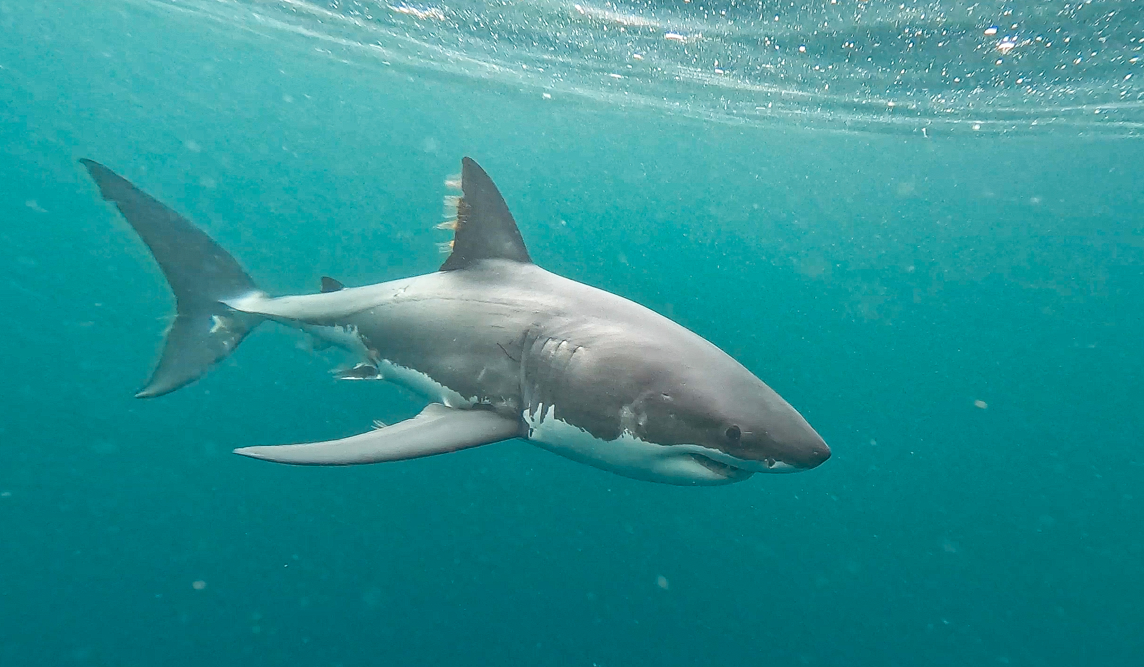 A shark with a gray back and white belly swims just below the surface of aqua water.