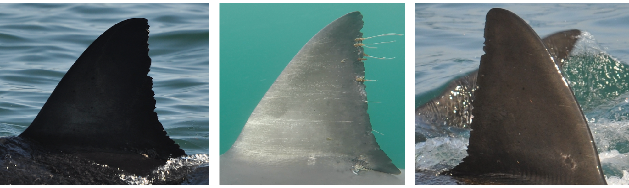 Three images of shark fins; each fin has a smooth, curved side and a jagged, notched side.