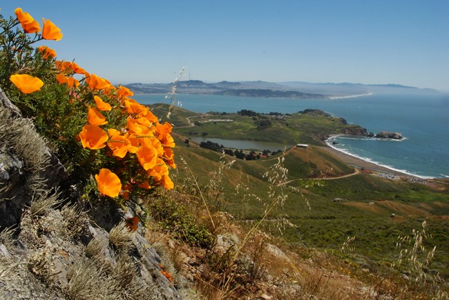 Poppies in bloom with a beach in the background