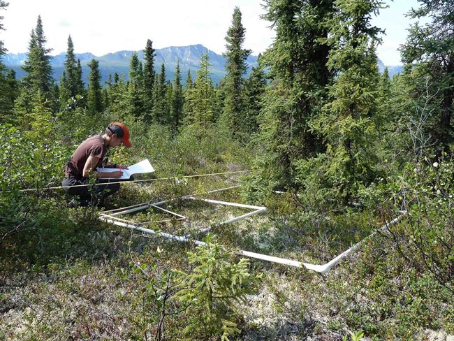 A researcher records data around a nested vegetation sampling plot.