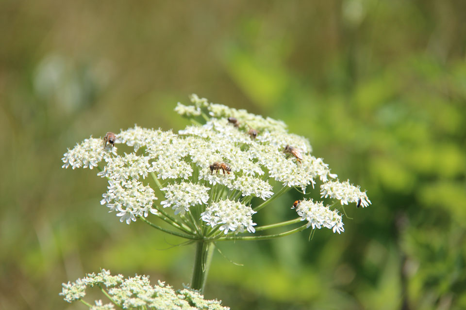 Insects on Cow Parsnip Umbel
