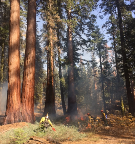 Small fire in forest with firefighters