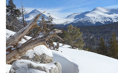 Snag and View of Tuolumne Meadows area