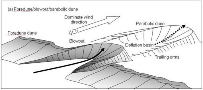 Illustrated graphic of a parabolic dune forming from a foredune