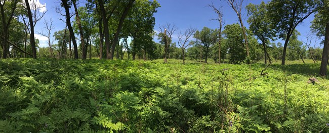 Oak savanna habitat