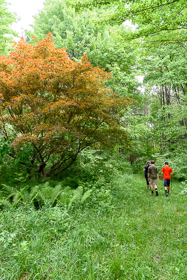 Japanese maple tree on the Pinhook Upland Trail.