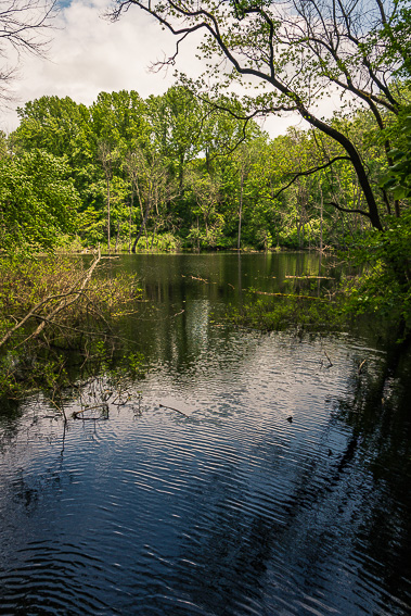 Secluded wetland on the Pinhook Upland trail.