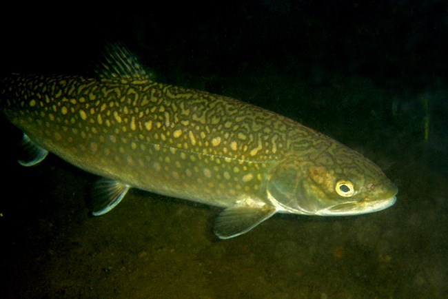 Lake trout swimming in a murky lake