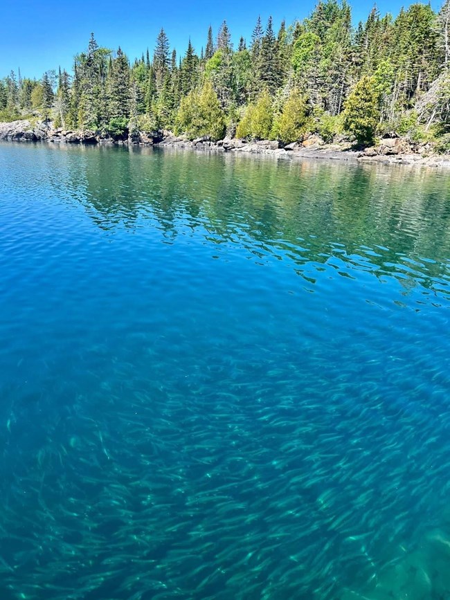 A school of herring reflect underwater near an Isle Royale shoreline.