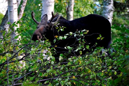 A moose in brush.