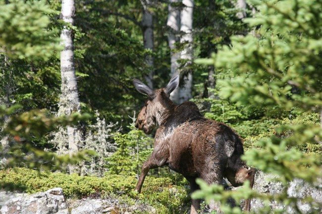 A moose walks over a log away from the camera in a forest.