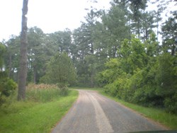 View of the trees and natural setting along the Island Drive