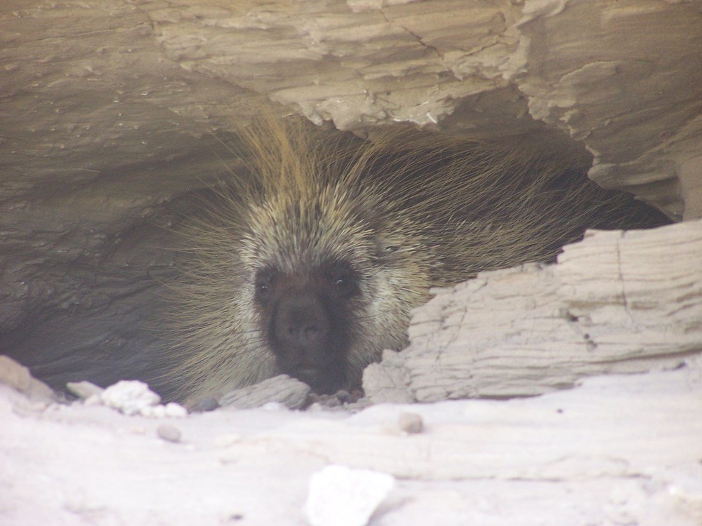 Porcupine (Erethizon dorsatum) Jewel Cave National Monument (U.S