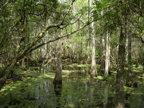 Swamp waters surround baldcypress trees