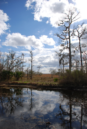 Blue sky is reflected in a bayou ringed with baldcypress trees and marsh grasses