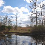 Blue skies and baldcypress trees reflected in a bayou