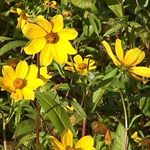 Yellow burmarigolds in bloom