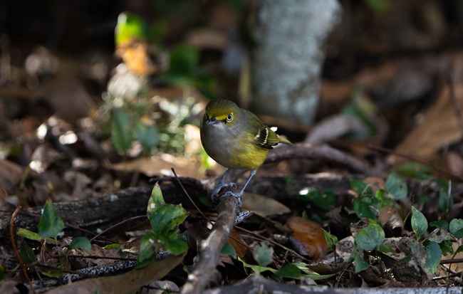 A white eyed and yellow bird perches on a fallen branch on the ground