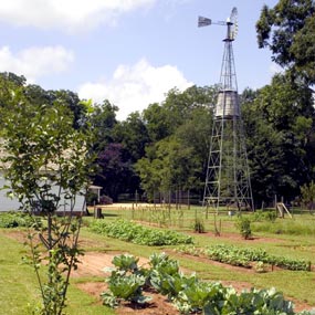 Garden and windmill Garden and windmill