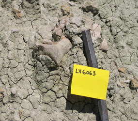 Image of a fossil in situ.