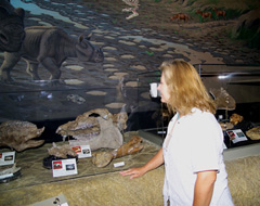 Image of a visitor looking at the museum exhibits.