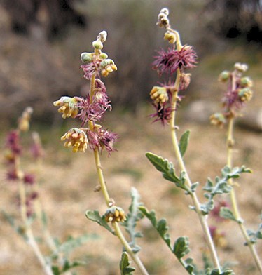 Pink, wispy flowers on a tall straw-colored stem.