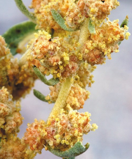 Reddish-orange blossoms on a pale peach-colored stem. Photo: Steve Matson