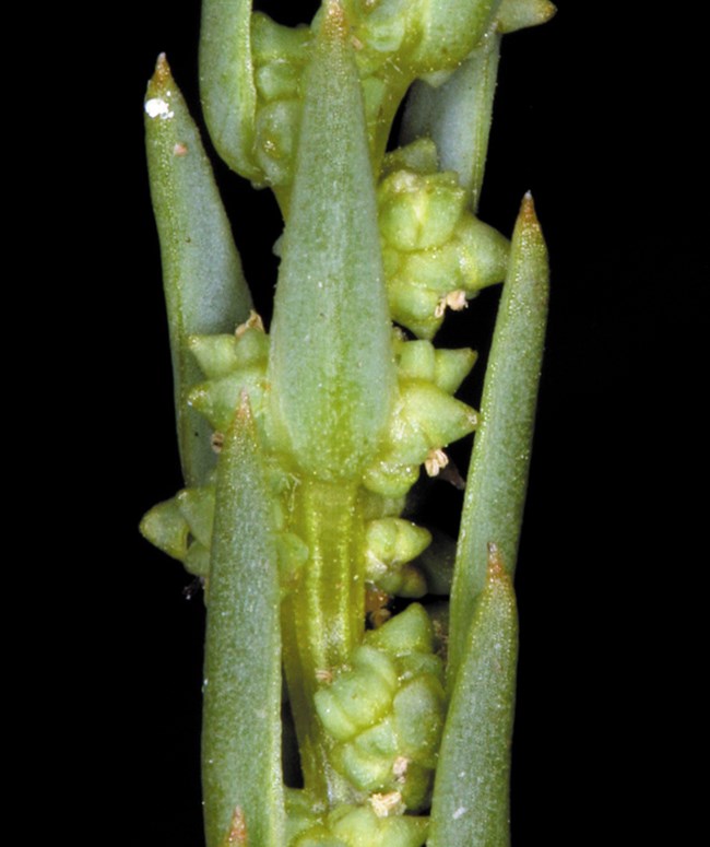 Spiky green stem covered in small green buds. Photo: Steve Matson